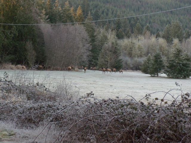 The elk were having a great time.